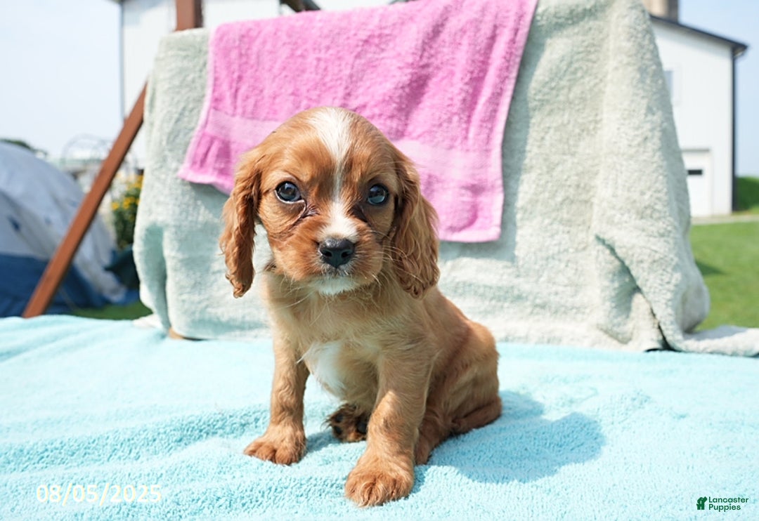 Cavalier King Charles Spaniel dogs for sale: Gloria - Image 1