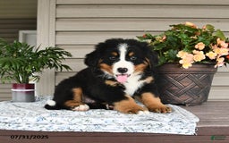 Bernese Mountain Dog dogs for sale: Blaze - Image 1
