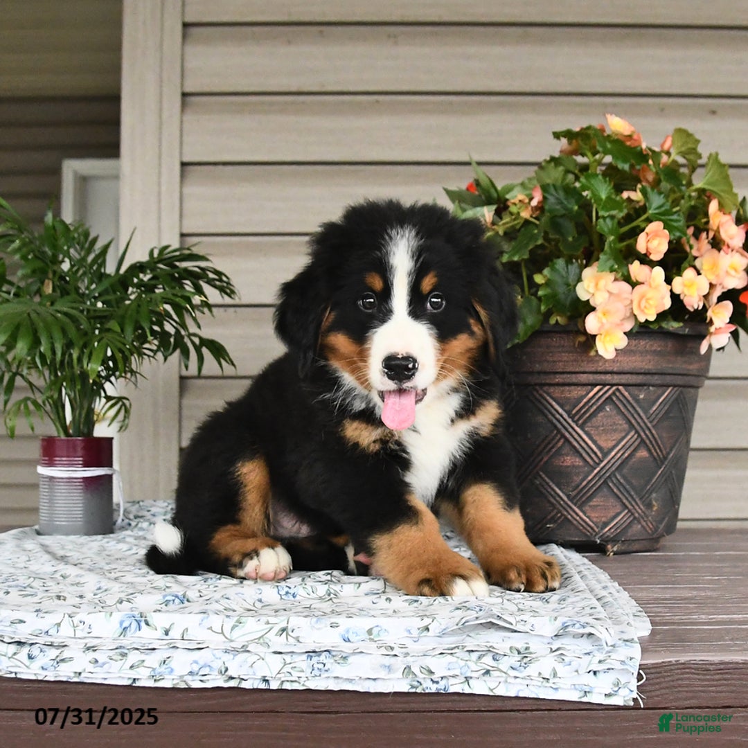 Bernese Mountain Dog dogs for sale: Blaze - Image 1