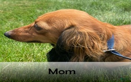 Miniature Dachshund dogs for sale: Faith - Image 19