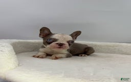 French Bulldog dogs for sale: Husky Girl - Image 1