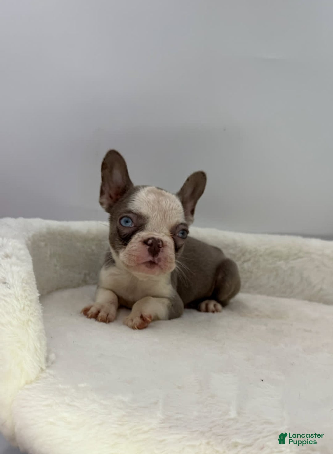 French Bulldog dogs for sale: Husky Girl - Image 1