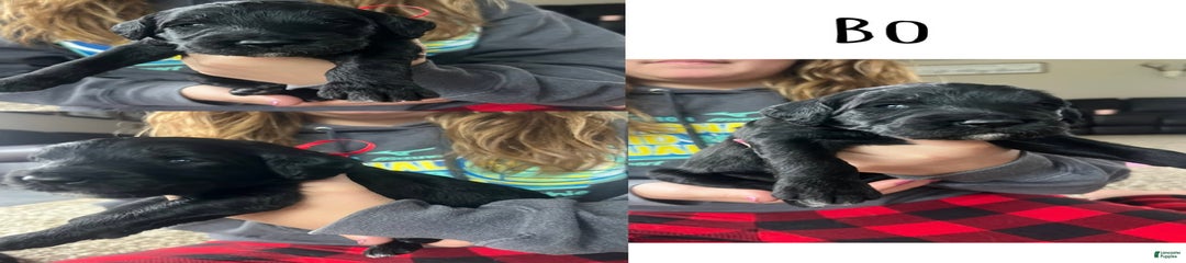 Bo