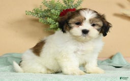 Teddy Bear dogs for sale: Sweetie - Image 8