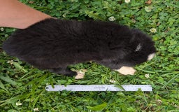 Miniature Australian Shepherd dogs for sale: Elephant Ear - Image 6