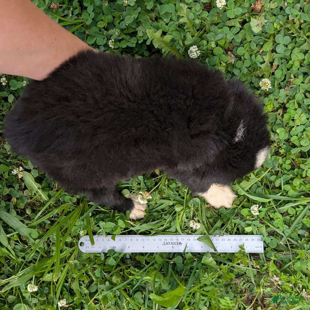 Miniature Australian Shepherd dogs for sale: Elephant Ear - Image 6