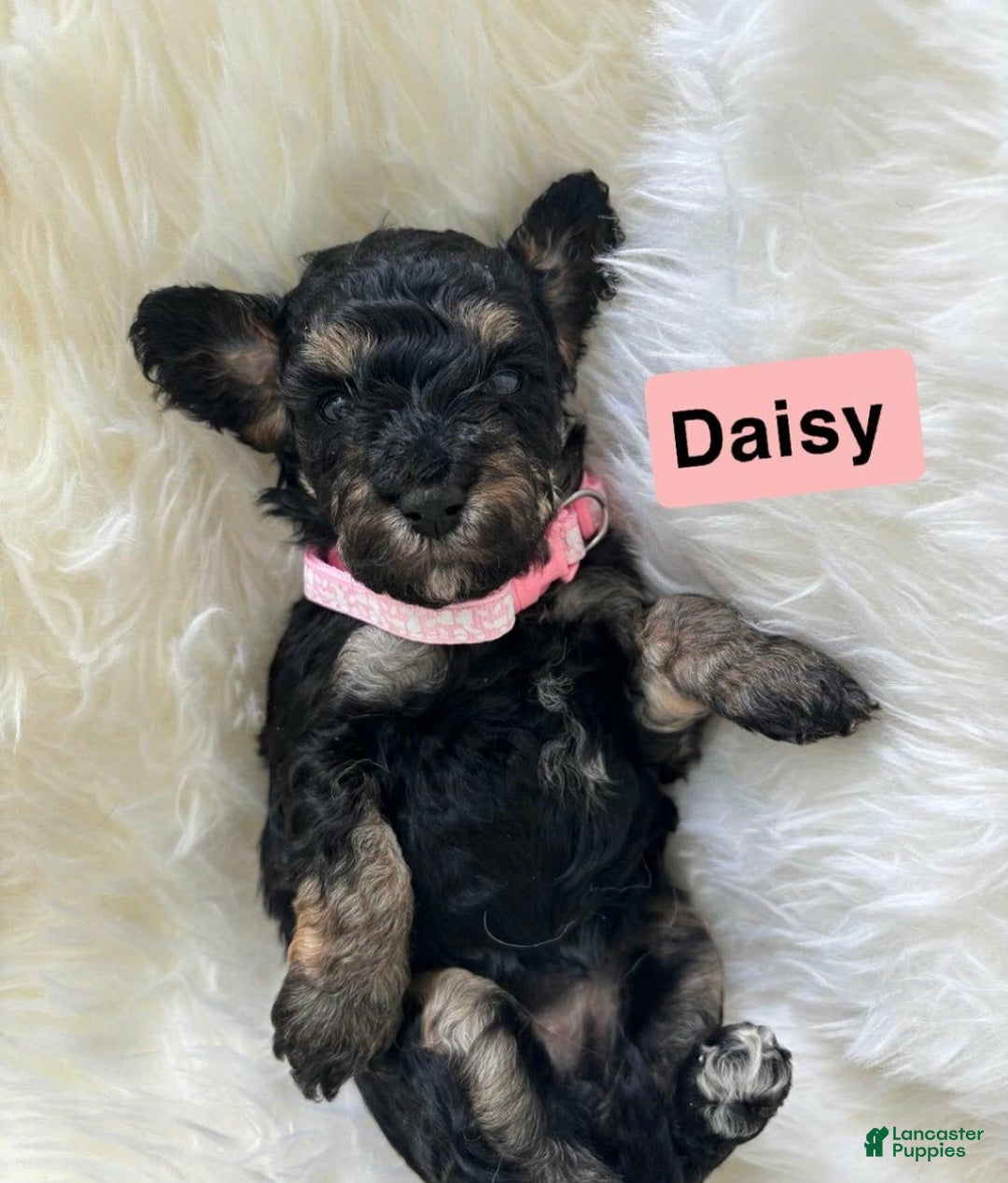 Cavapoo dogs for sale: Daisy - Image 4