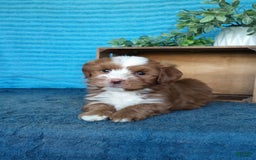 Havanese dogs for sale: Bryson - Image 4