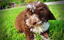 Havapoo dogs for sale: Valor - Image 4