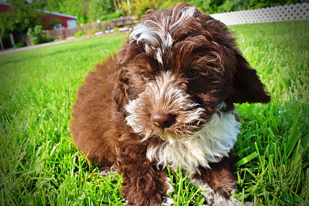 Havapoo dogs for sale: Valor - Image 4