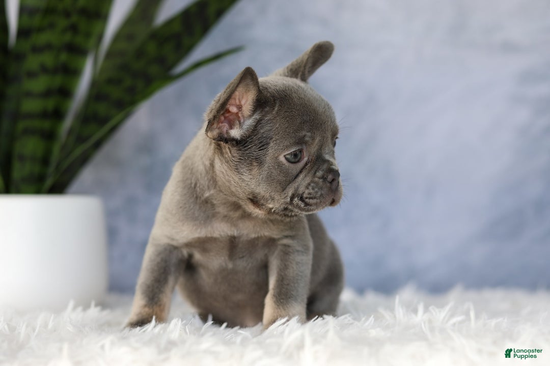French Bulldog dogs for sale: Ember - Image 5