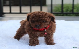 Toy Poodle dogs for sale: Kody - Image 5