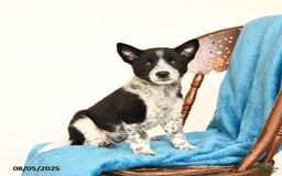 Australian Cattle Dog dogs for sale: Carly - Image 2