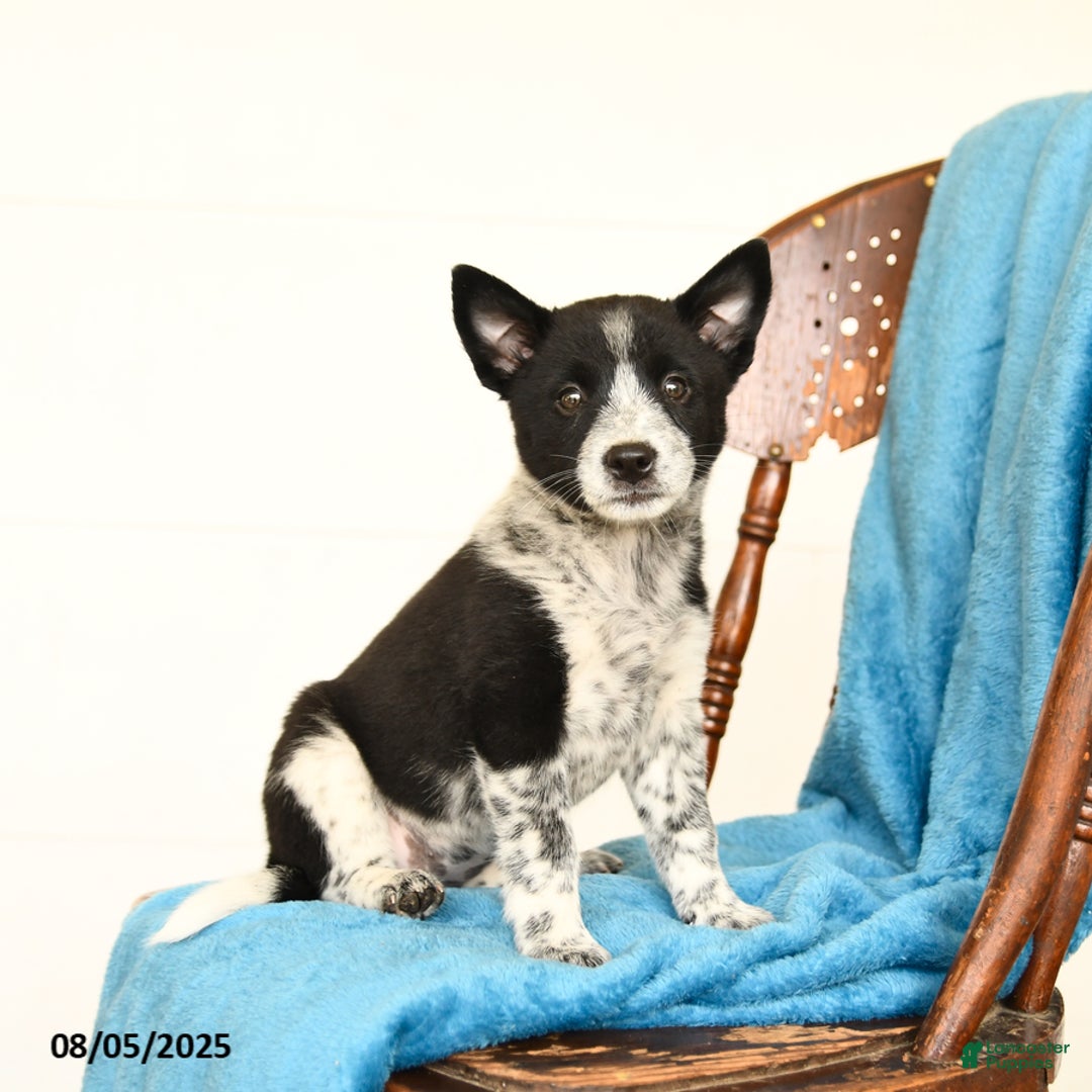 Australian Cattle Dog dogs for sale: Carly - Image 2