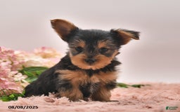 Yorkshire Terrier dogs for sale: Ricky - Image 2