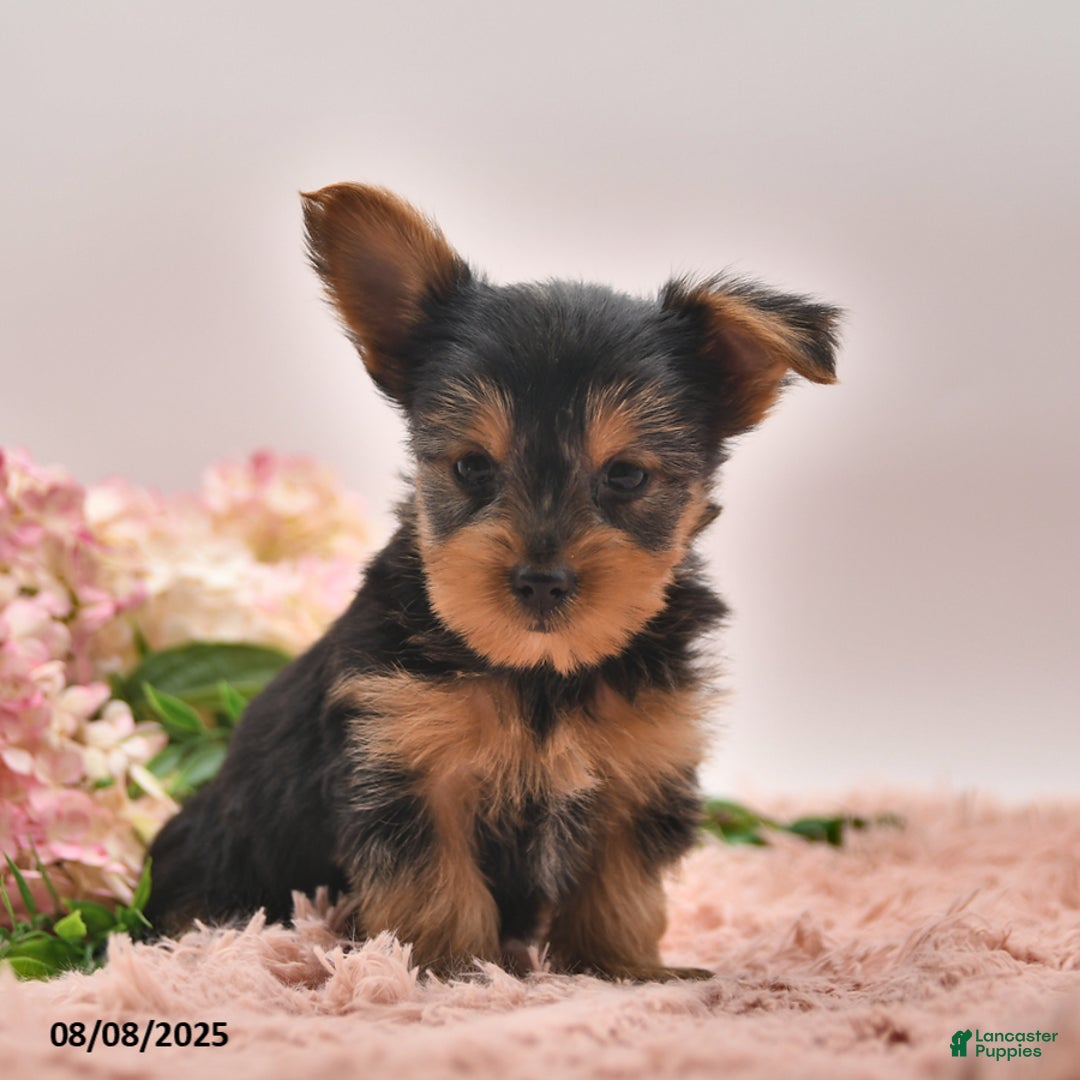 Yorkshire Terrier dogs for sale: Ricky - Image 2