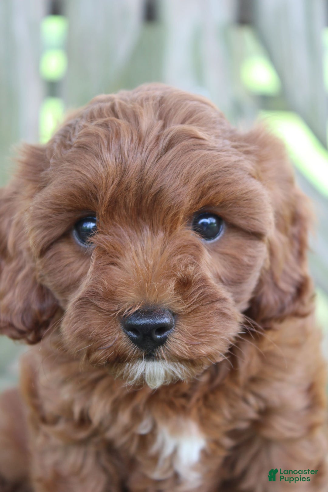 Cavapoo dogs for sale: Stella - Image 3