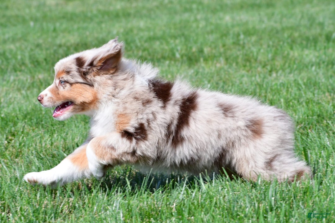 Australian Shepherd dogs for sale: Australian Shepherd 7 puppies - Image 20