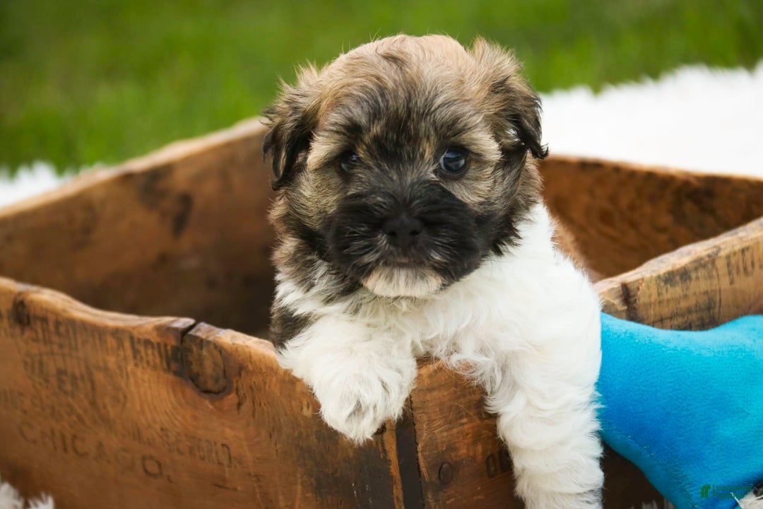 Havanese dogs for sale: Nutmeg - Image 10