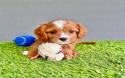 Cavapoo dogs for sale: Winston - Image 5