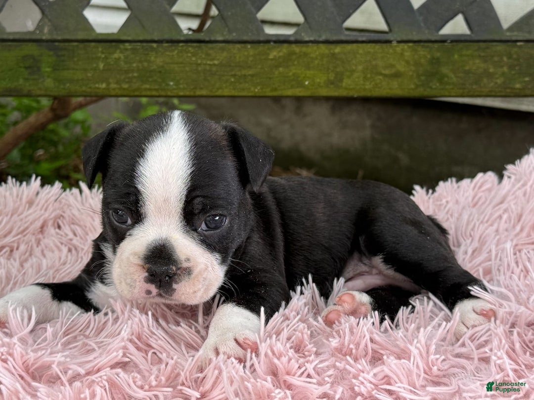 Frenchton dogs for sale: Jax - Image 14