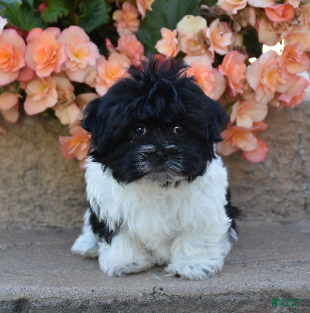 Havanese dogs for sale: Sage - Image 2