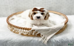 Cavapoo dogs for sale: Cavapoo 4 puppies - Image 9