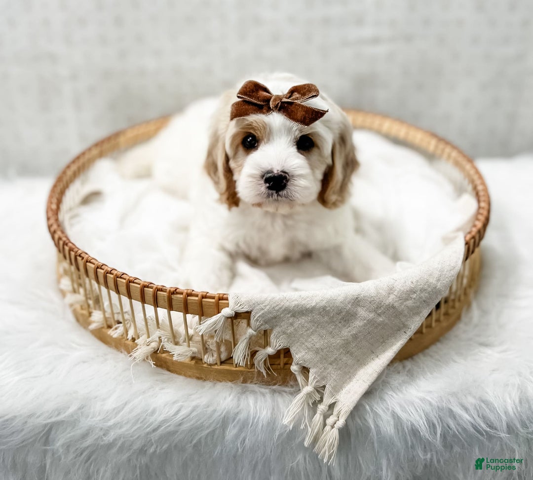 Cavapoo dogs for sale: Cavapoo 4 puppies - Image 9