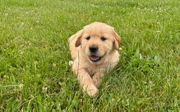Golden Retriever dogs for sale: Green - Image 1