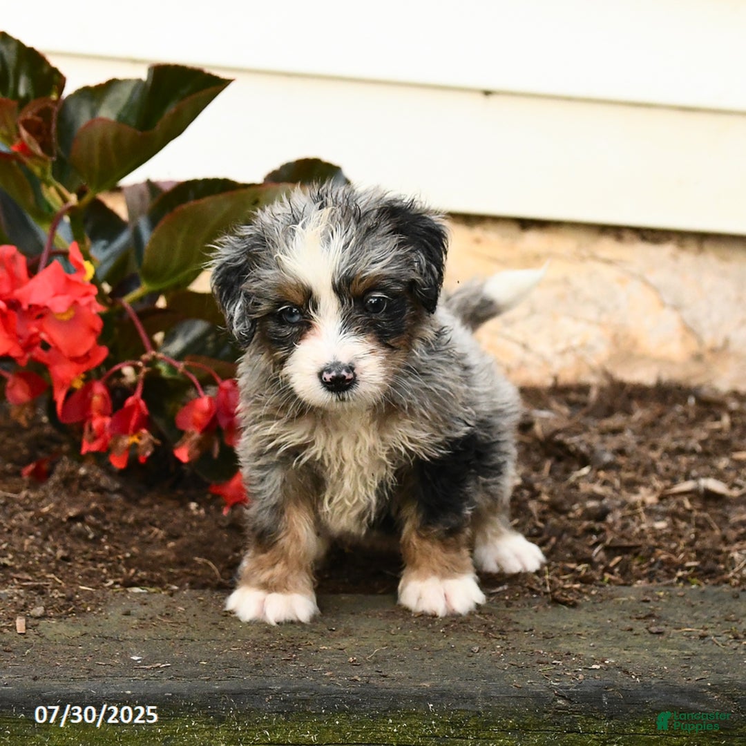 Mini Bernedoodle dogs for sale: Cheddar - Image 4