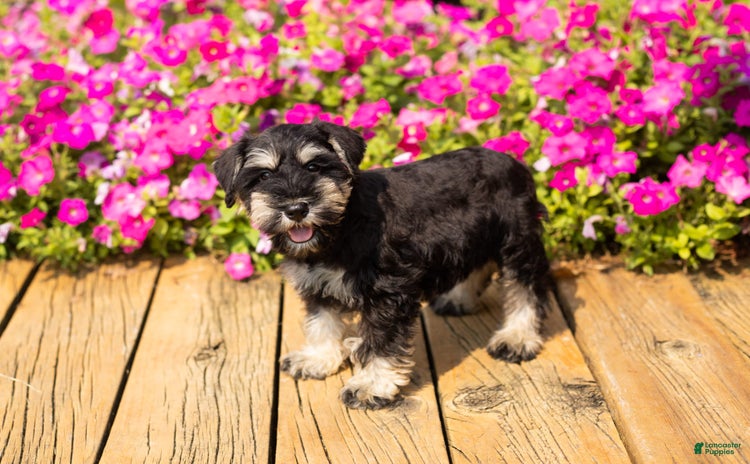 Miniature Schnauzer dogs for sale - Ad 4