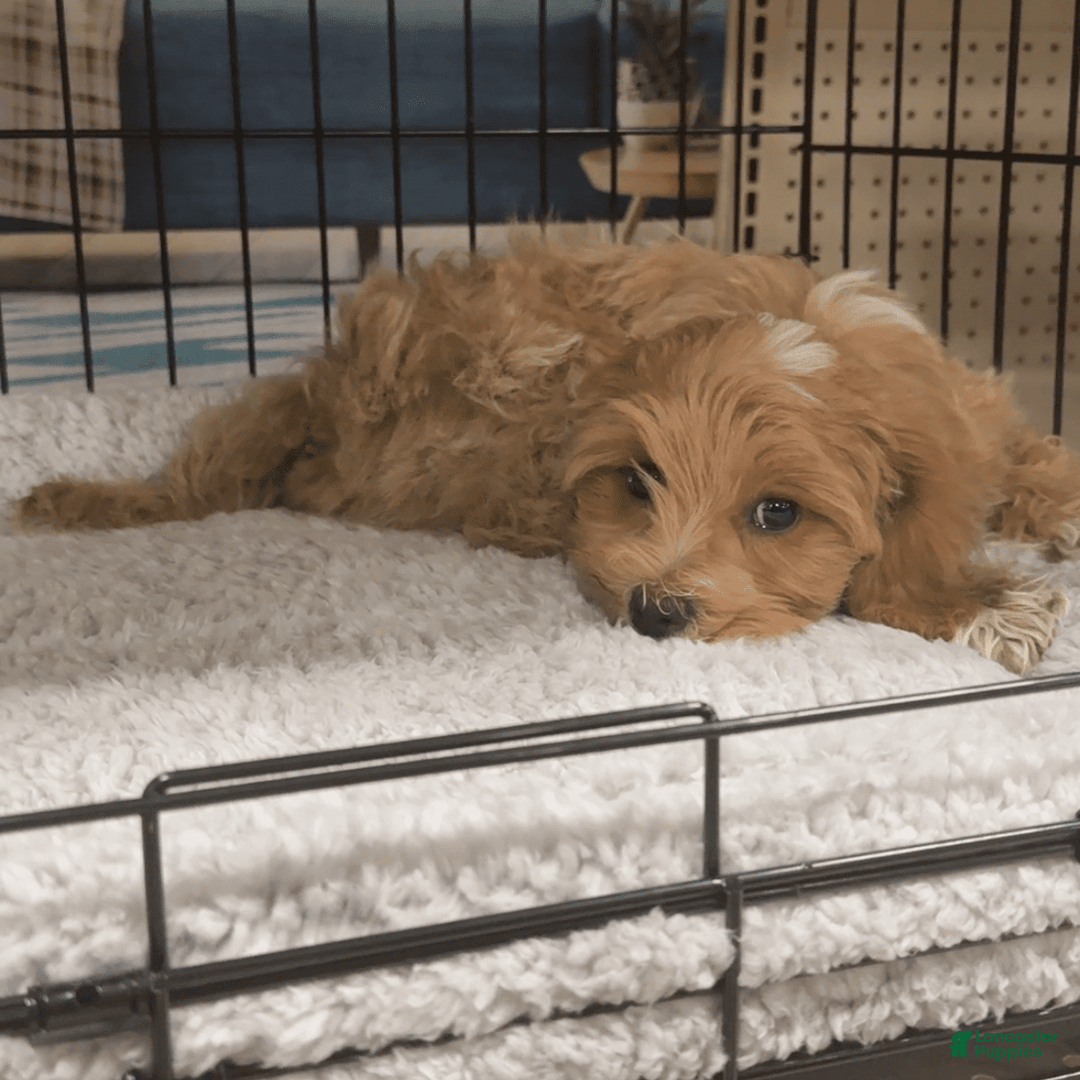 Maltipoo dogs for sale: Princeton - Image 2
