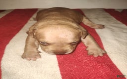 American Pit Bull Terrier dogs for sale: Miss Red - Image 1