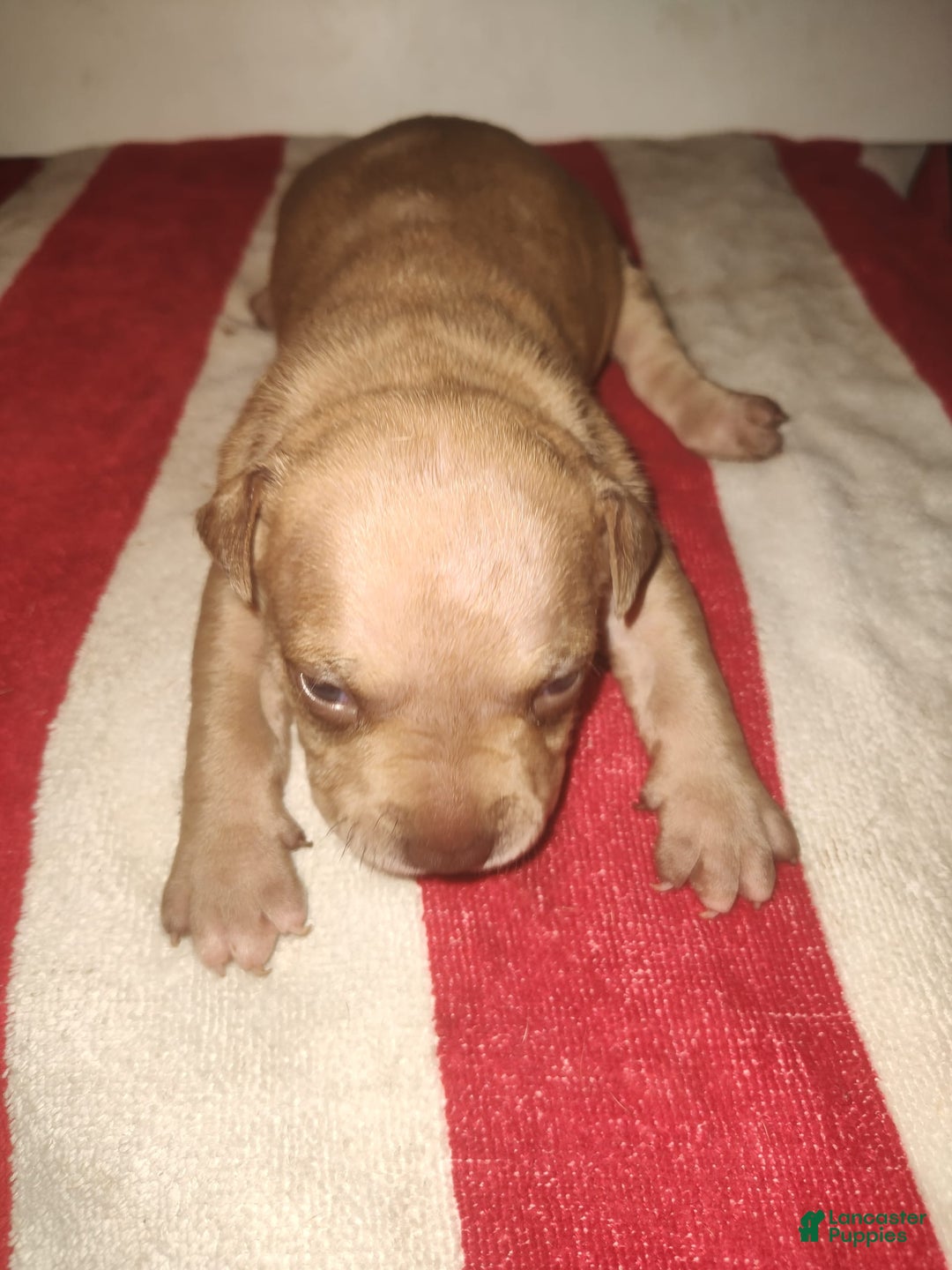 American Pit Bull Terrier dogs for sale: Miss Red - Image 1