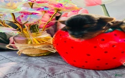 Yorkshire Terrier dogs for sale: Autumn - Image 2