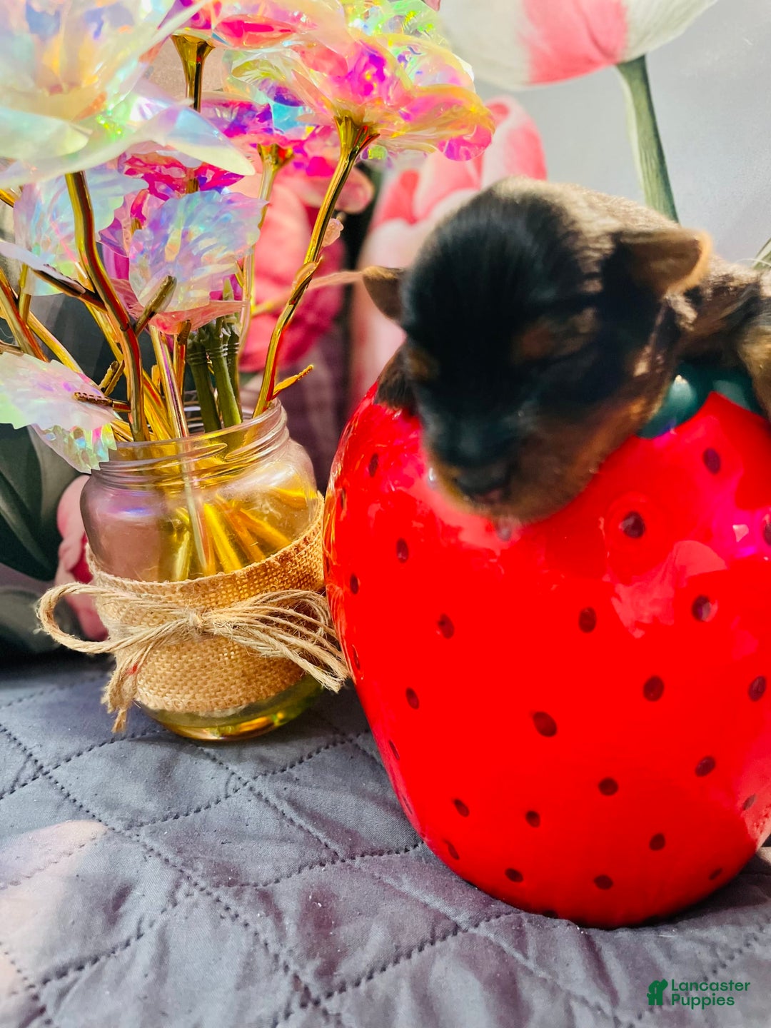 Yorkshire Terrier dogs for sale: Autumn - Image 2
