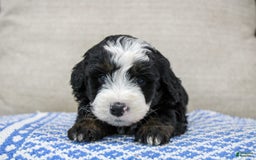 Mini Bernedoodle dogs for sale: Leo - Image 21