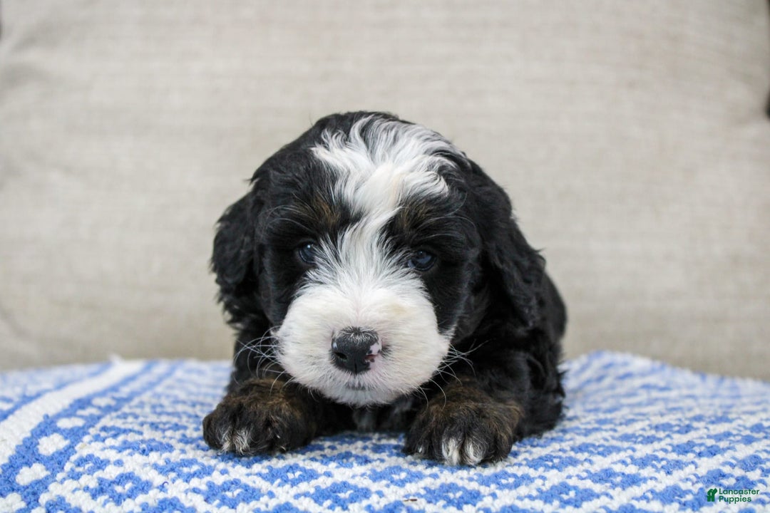 Mini Bernedoodle dogs for sale: Leo - Image 21