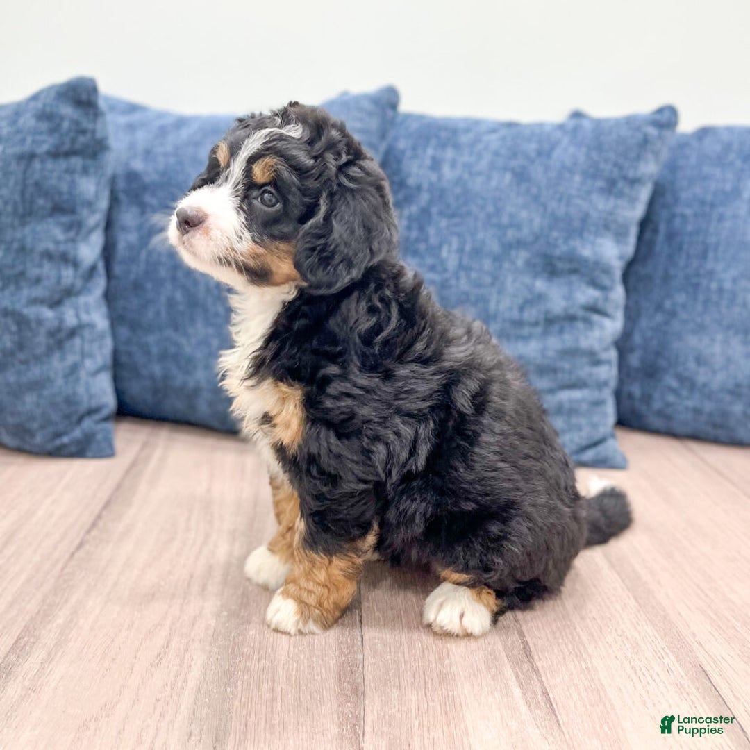 Mini Bernedoodle dogs for sale: Hazel - Image 8