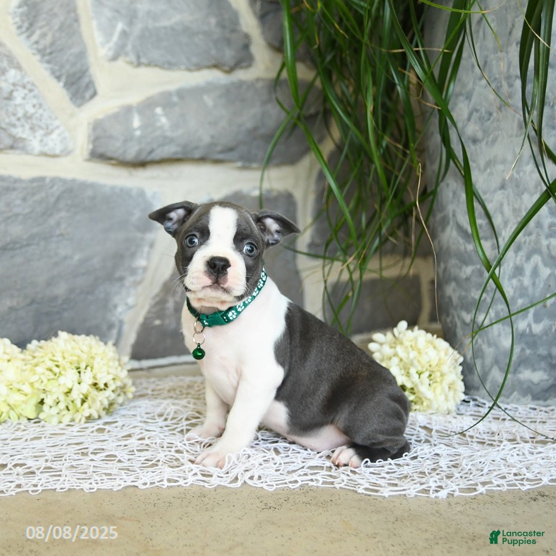 Boston Terrier dogs for sale: Wells - Image 5