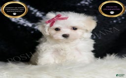 Maltese dogs for sale: Opal - Image 5