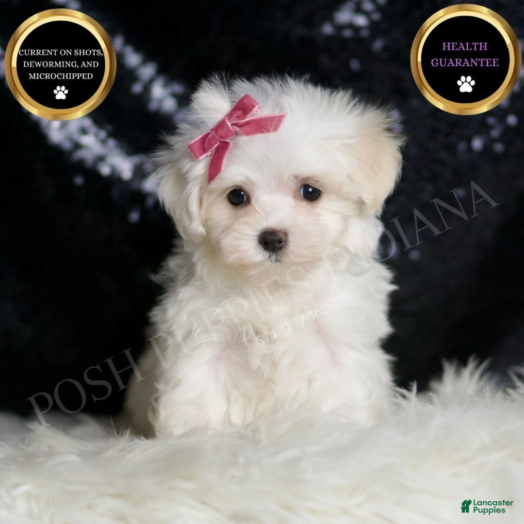 Maltese dogs for sale: Opal - Image 5