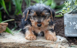 Yorkshire Terrier dogs for sale: Shaggy - Image 5