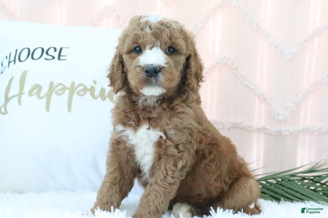 Goldendoodle dogs for sale: Riley - Image 4