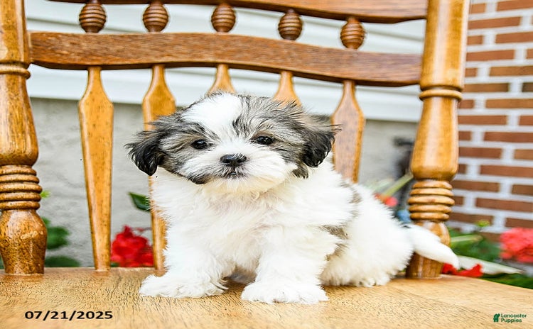 Teddy Bear dogs for sale - Ad 2