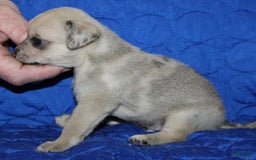 Chihuahua dogs for sale: Parker - Image 6