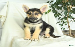 Gerberian Shepsky dogs for sale: Mandy - Image 4