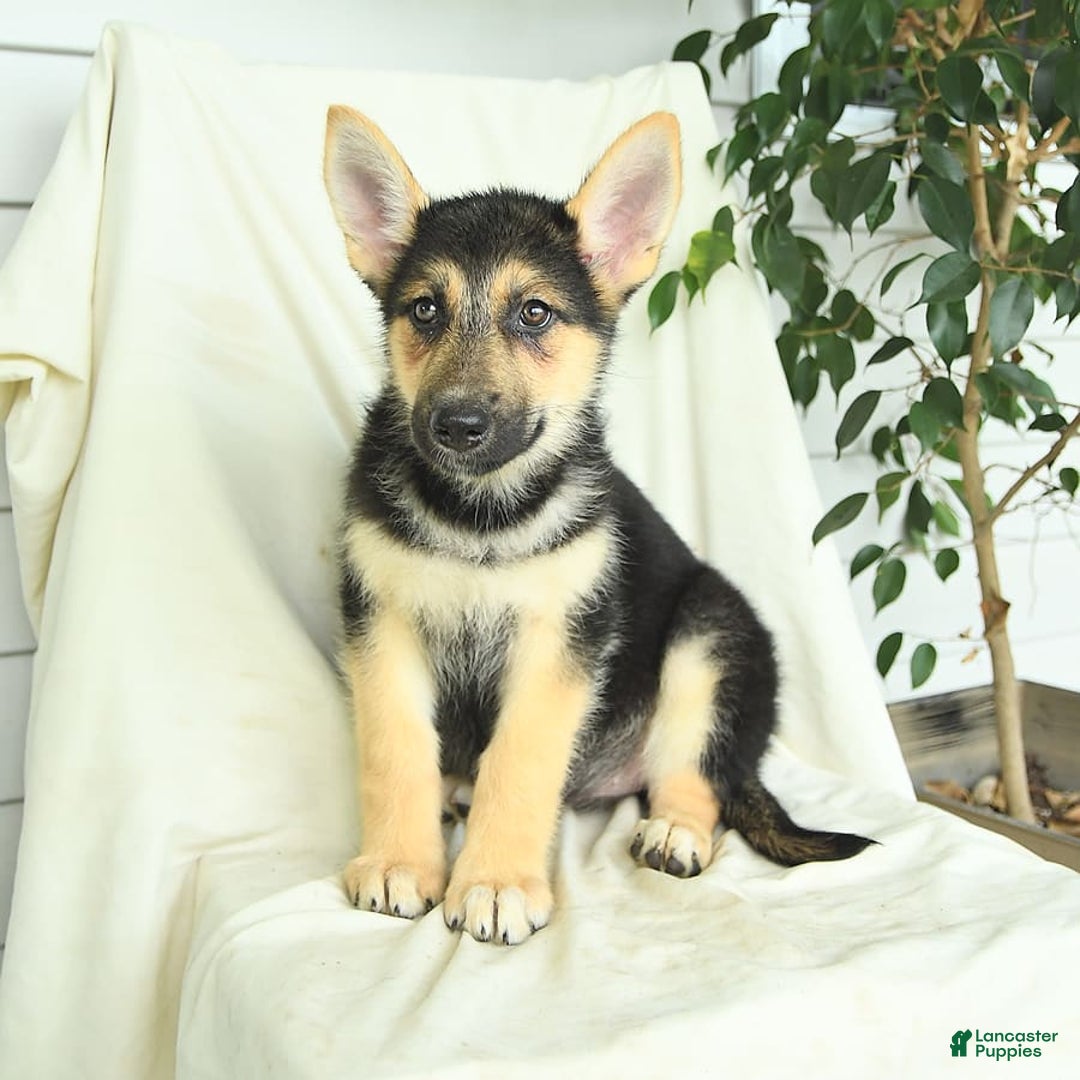 Gerberian Shepsky dogs for sale: Mandy - Image 4