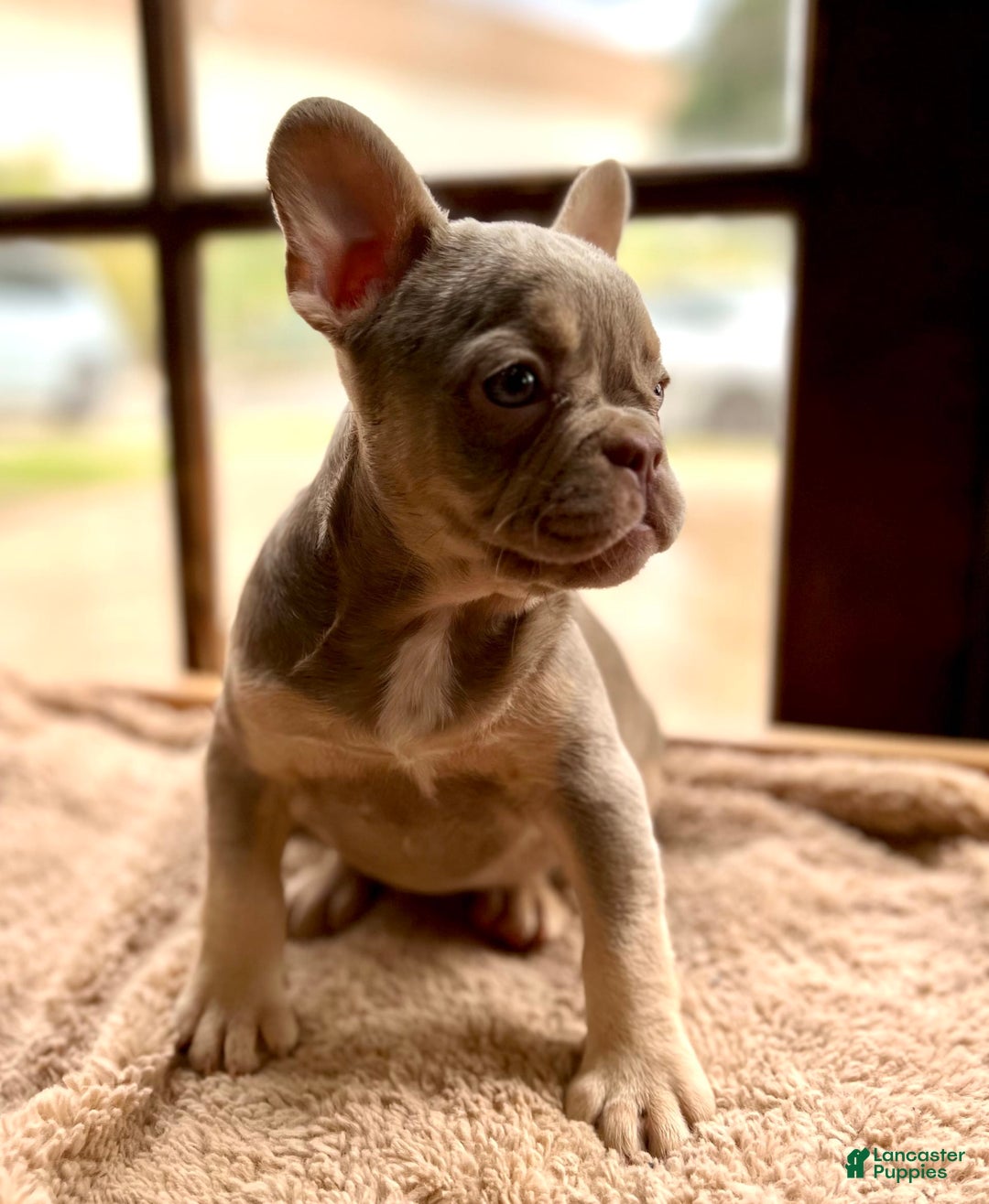 French Bulldog dogs for sale: Susu - Image 7