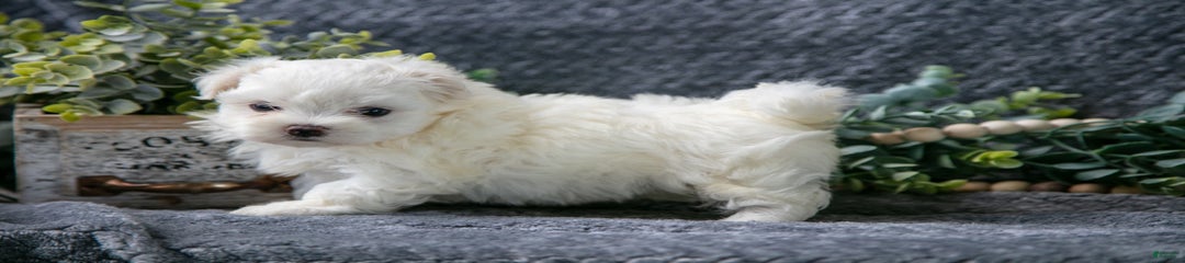 Snowbell